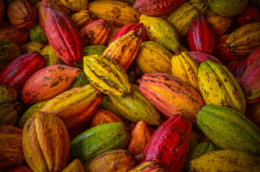 What is Hawaii-Grown Cacao?